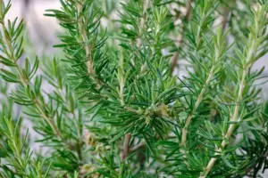 herbs rosemary herbs rosemary