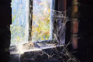 spiderwebs cobweb spiderwebs cobweb