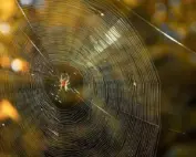 Spider webs