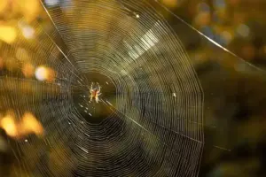 Spider webs