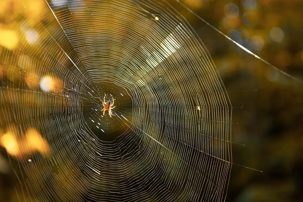 Spider webs