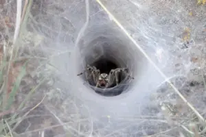 spiderwebs funnel spiderwebs funnel