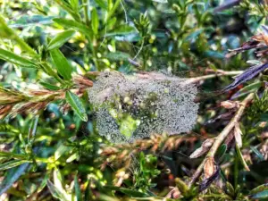 spiderwebs mesh spiderwebs mesh