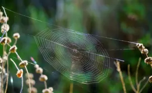 spiderwebs orb spiderwebs orb