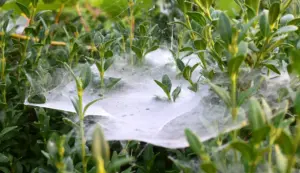spiderwebs sheet spiderwebs sheet