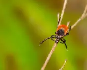 Ticks