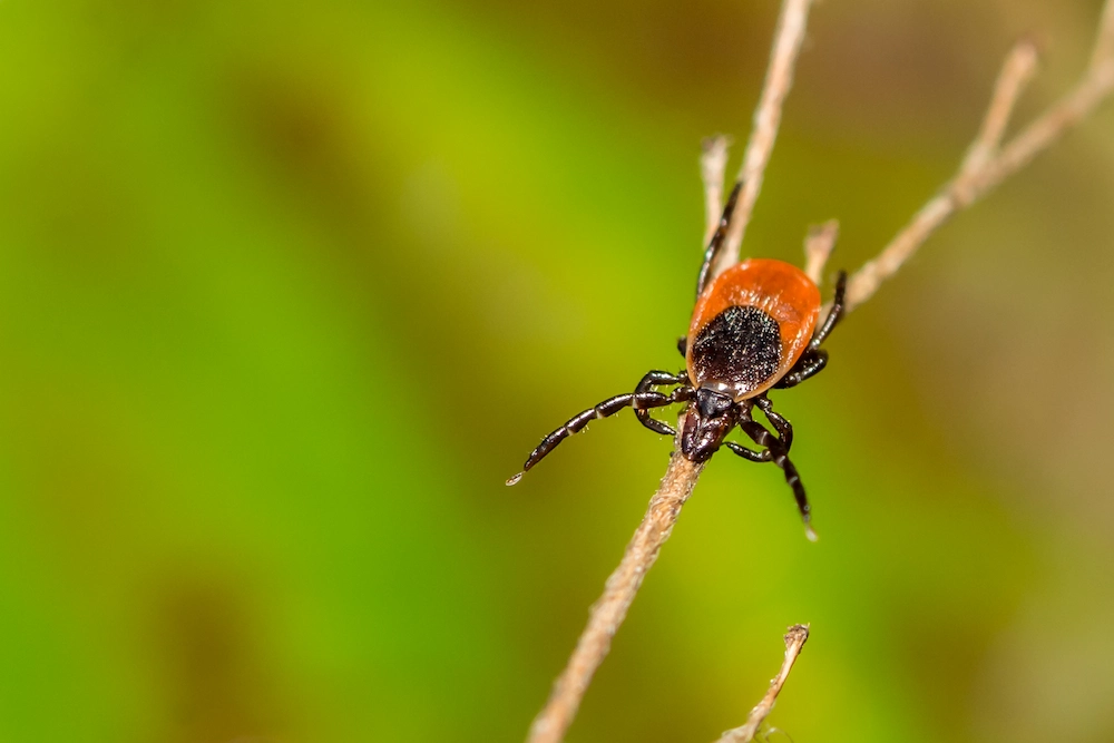 Ticks