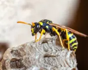 IL cover Pointe Pest Control | Pest Control Services in Chicago