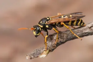 IL wasps IL wasps