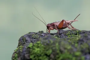 bbq crickets bbq crickets