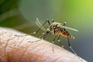 bbq mosquitoes bbq mosquitoes