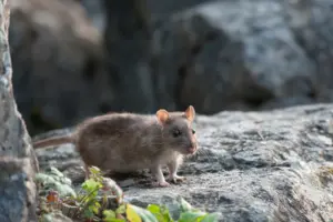 bbq rodents bbq rodents