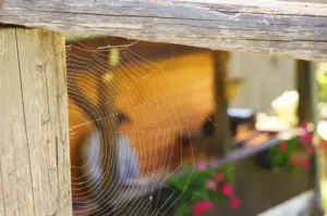 bbq spiders bbq spiders