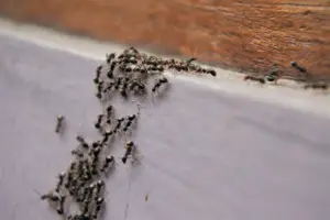 sleep ants sleep ants