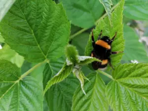 sleep good night sleep good night