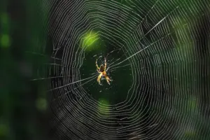 sleep spiders sleep spiders