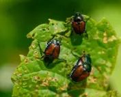 Japanese beetles