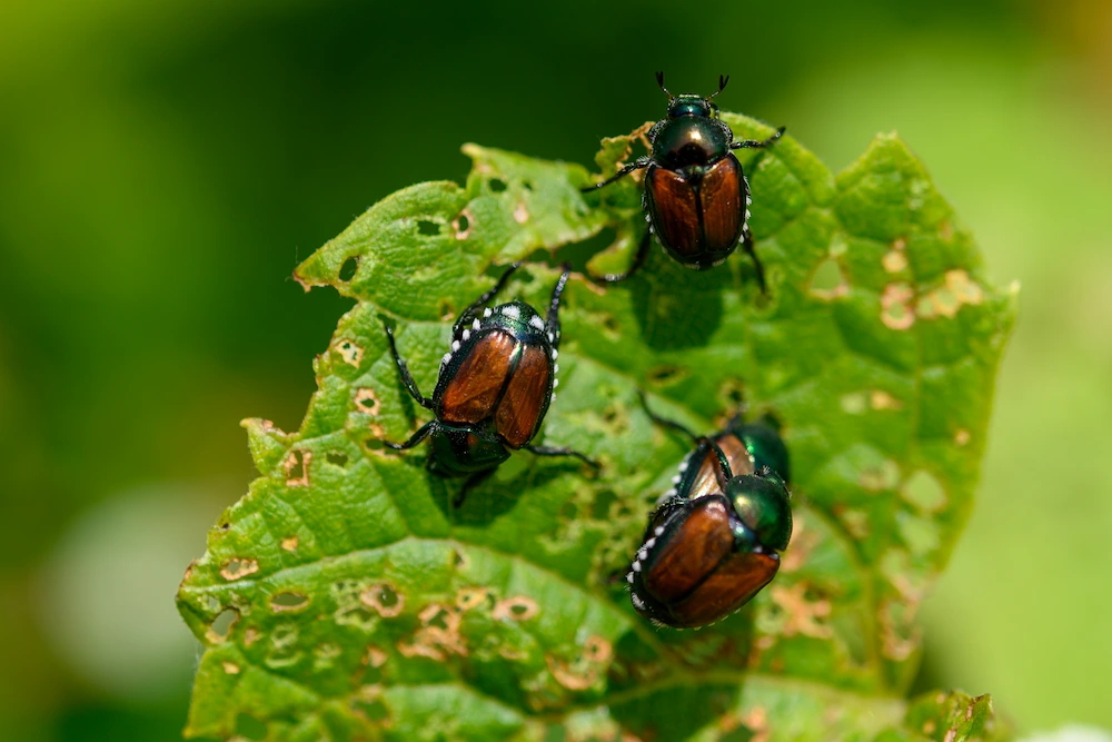 Japanese beetles