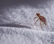 Bed bugs