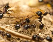 family cover Pointe Pest Control | Pest Control Services in Chicago
