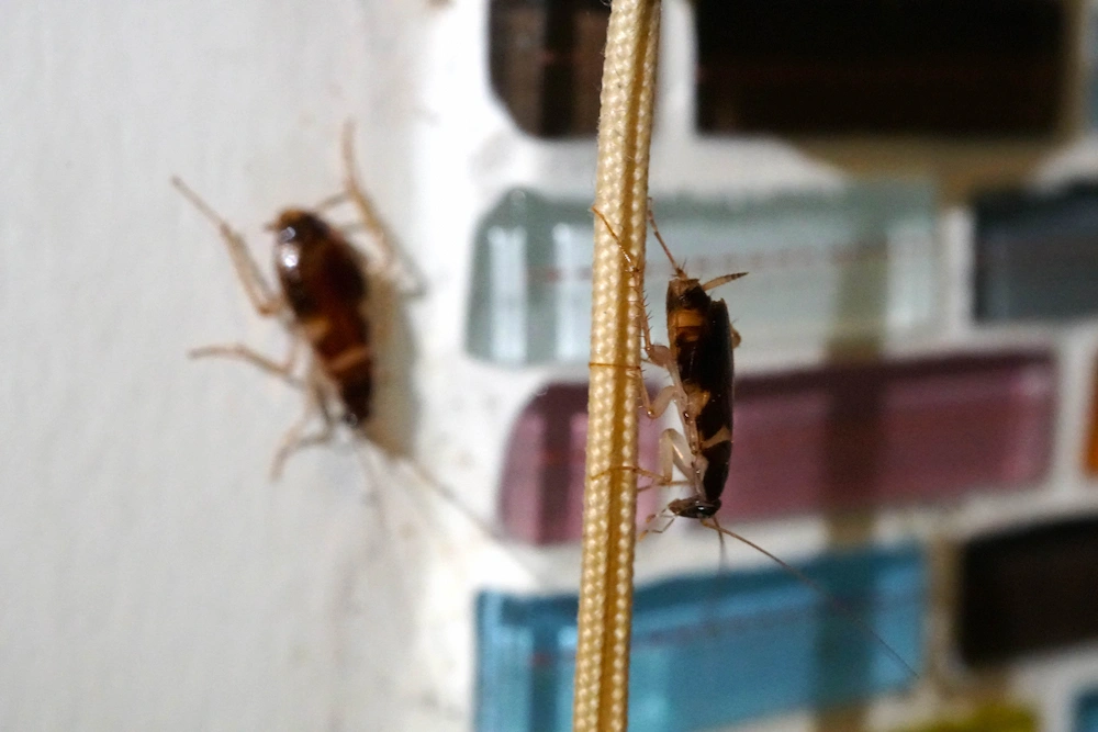 pil action plan The Lives of German Roaches: Habitat, Diet, Reproduction, and Risks