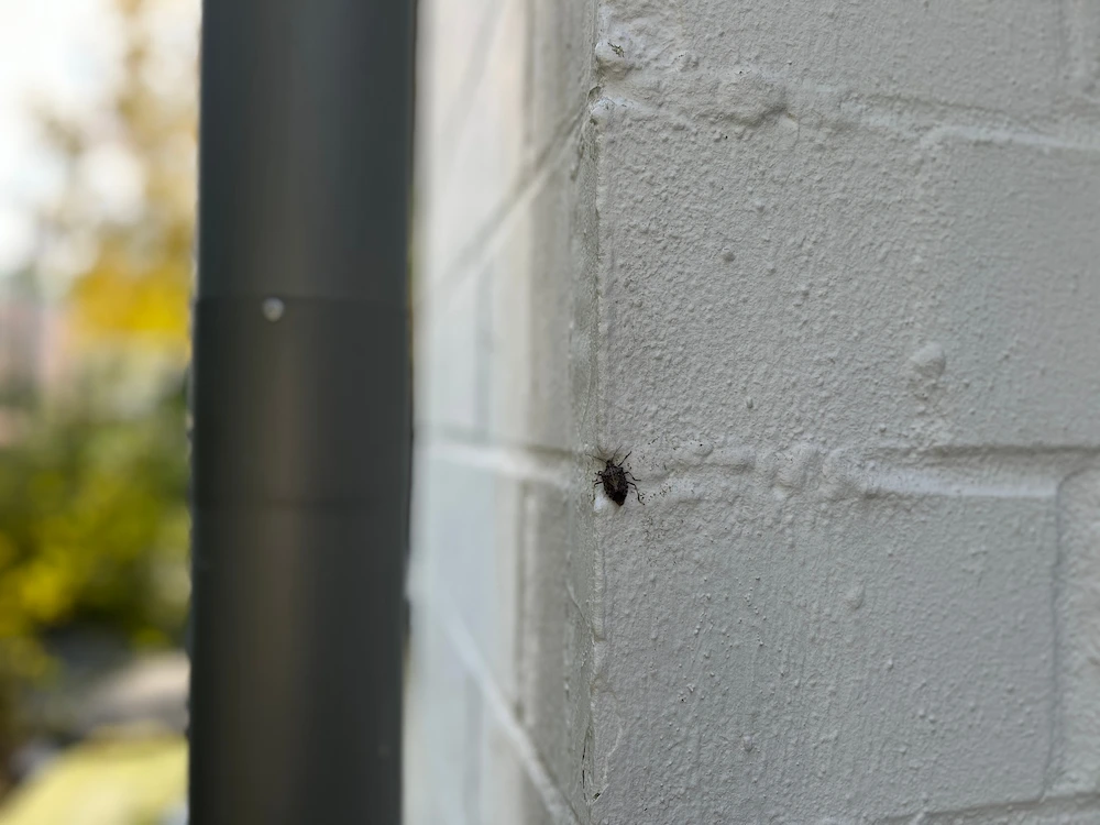 pil barriers How to Protect Your Home Against Invasive Fall Pests