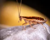 German roaches