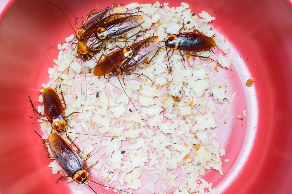 pil diet The Lives of German Roaches: Habitat, Diet, Reproduction, and Risks