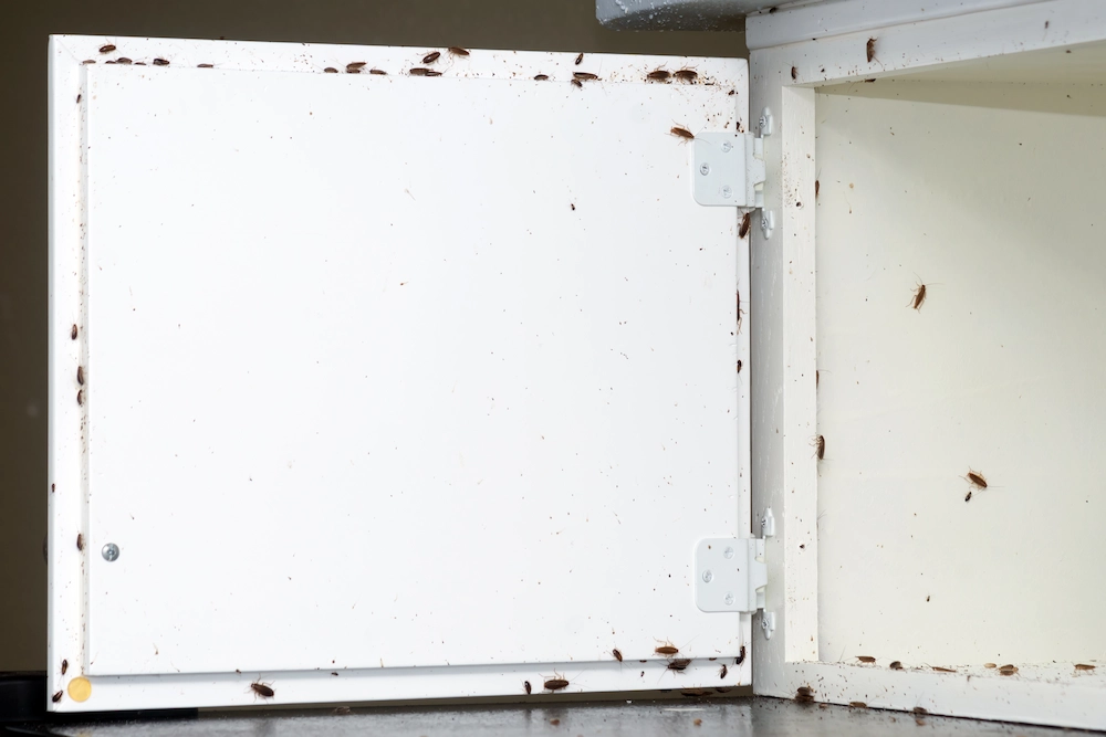 pil habitat The Lives of German Roaches: Habitat, Diet, Reproduction, and Risks