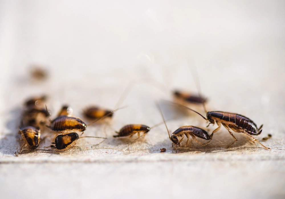 pil reproduction The Lives of German Roaches: Habitat, Diet, Reproduction, and Risks