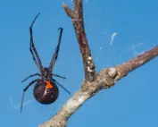 black widow in tree; spider bites