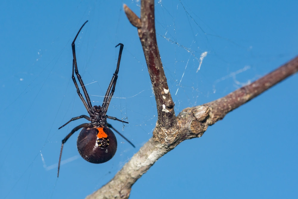 black widow in tree; spider bites