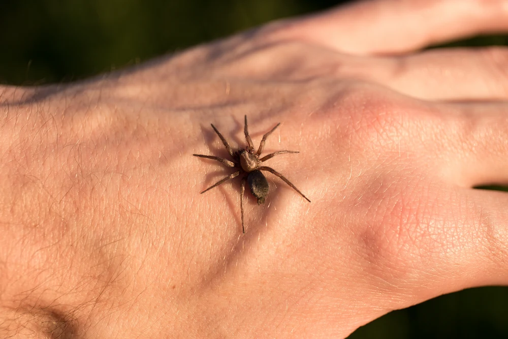 pil3 first aid Are Spider Bites Serious? Symptoms, Risks, and When to Call for Help