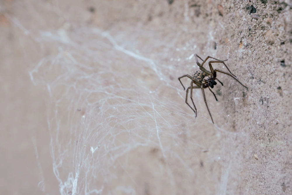 pil3 professional Are Spider Bites Serious? Symptoms, Risks, and When to Call for Help