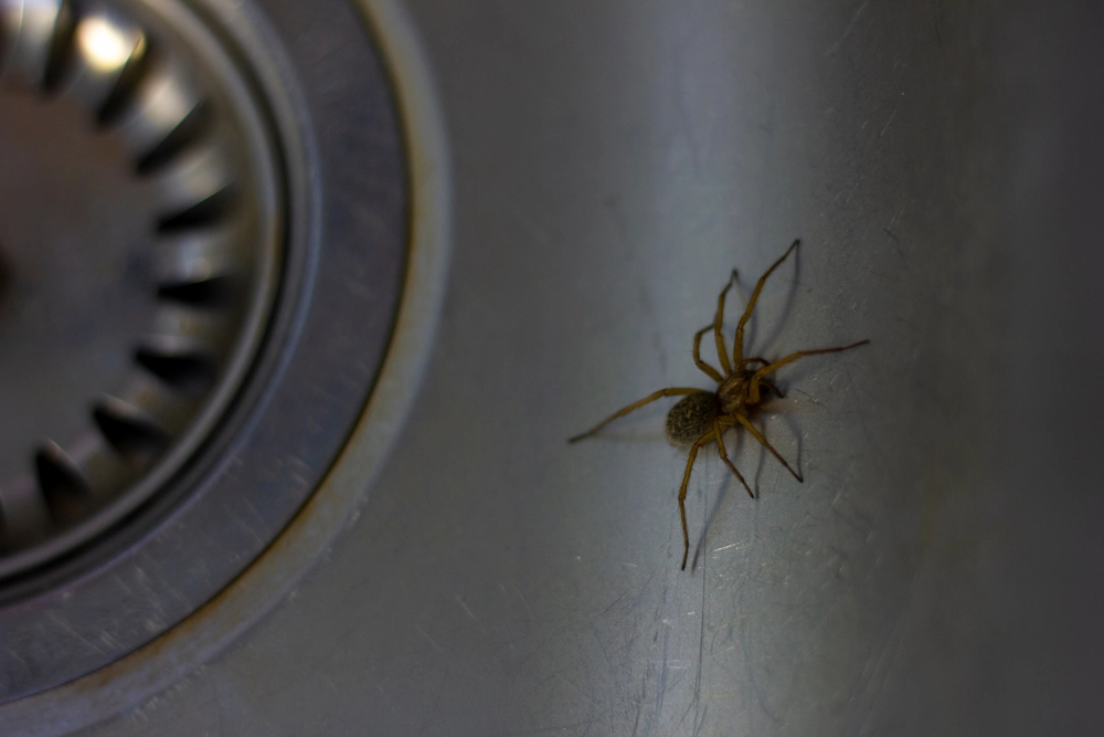 pil3 where spiders hide Are Spider Bites Serious? Symptoms, Risks, and When to Call for Help