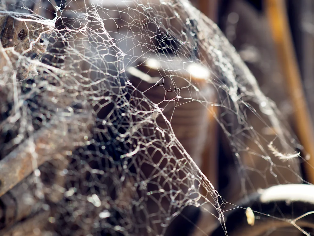 pil1 spotting Your Garage Could be Hiding Pests: Here’s Why