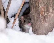 rodents; rat hiding from snow
