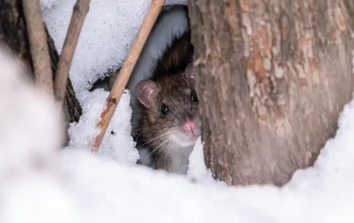 rodents; rat hiding from snow