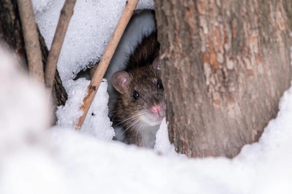 rodents; rat hiding from snow