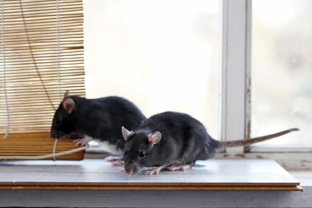 pil2 why invade Why Rodents Are the Worst Winter Pests