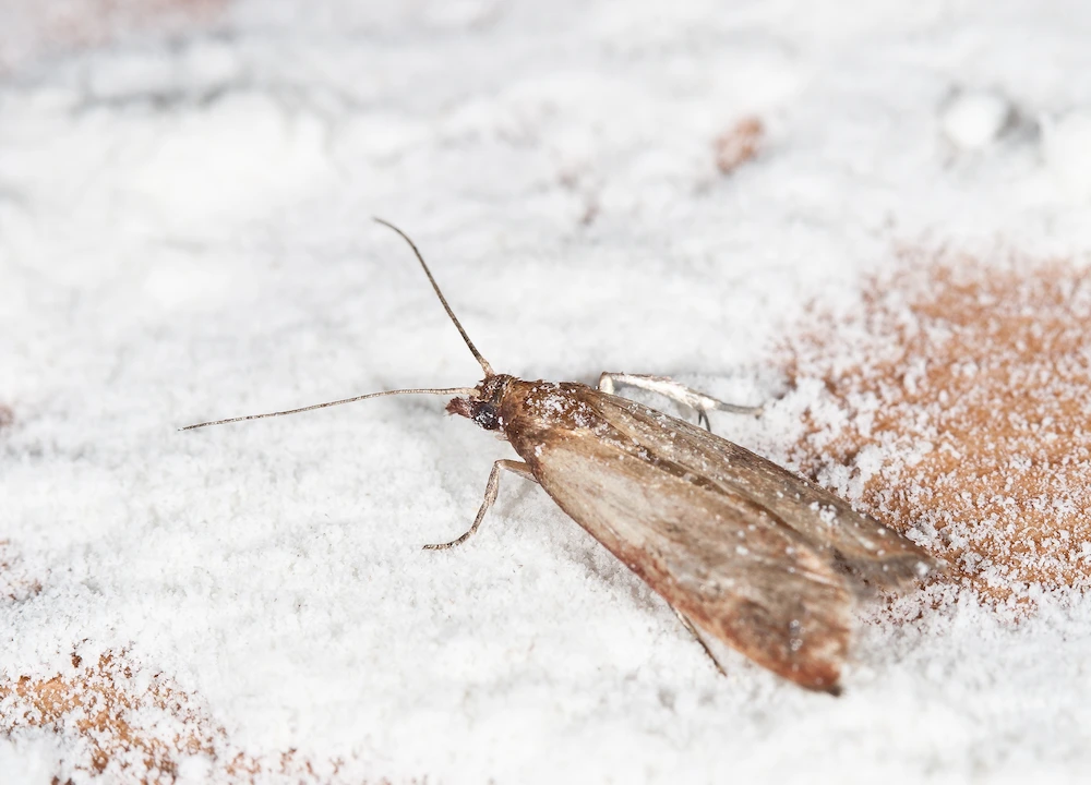 pil3 common Pantry Pests Are the Enemies of Your Holiday Dinners