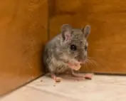 pil2 cover Pointe Pest Control | Pest Control Services in Chicago