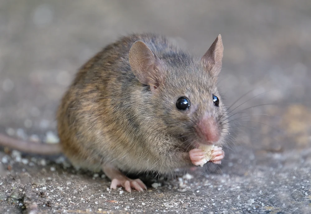 mouse eating a crumb