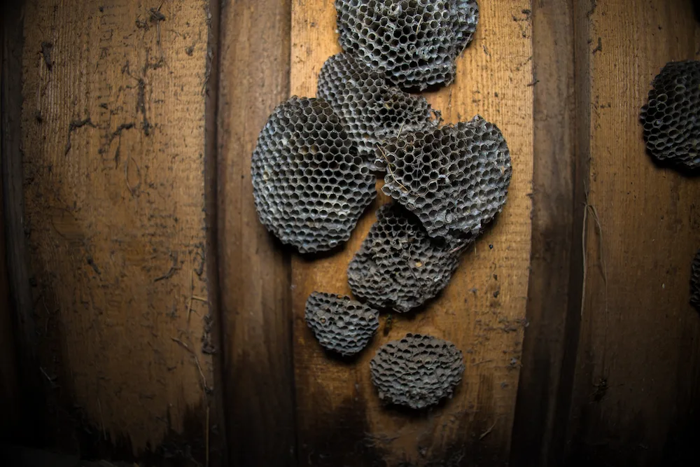 wasp nests in attic