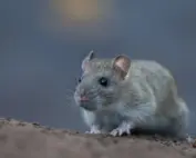 Norway rat