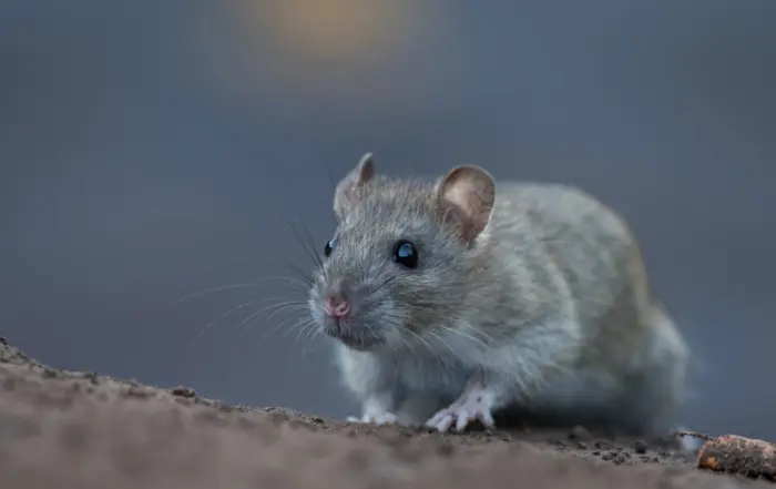 Norway rat