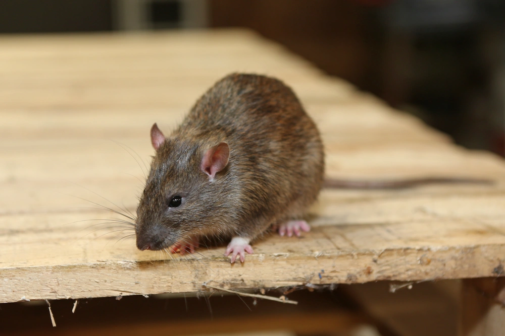 rat on wooden pallet