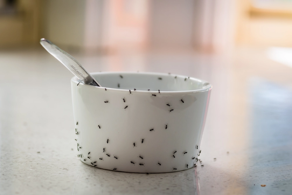 ants on bowl and spoon; professional pest control prevents invasive pests