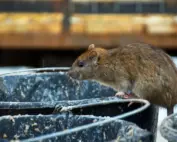 rat prevention in Chicago