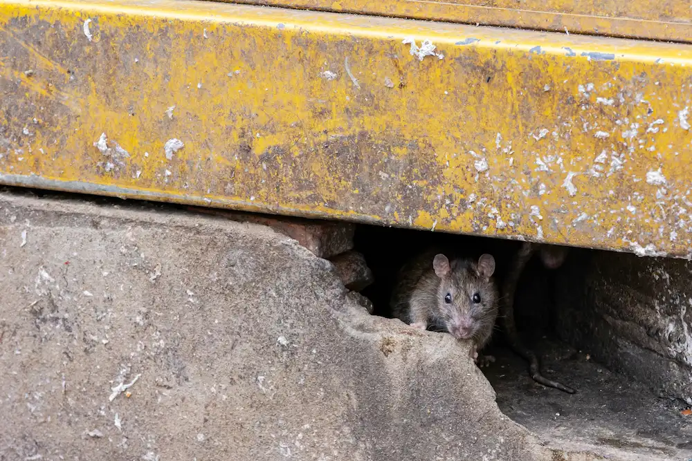rats under sidewalk